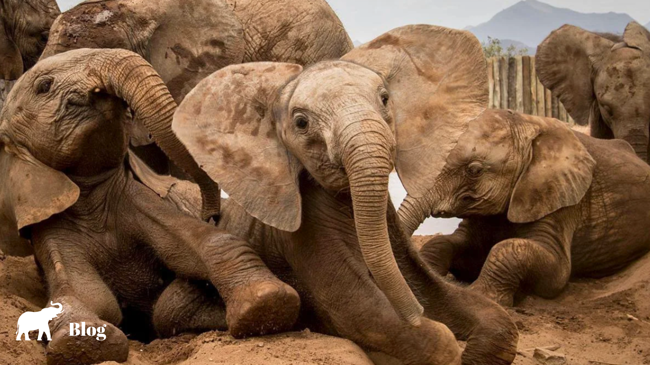 a group of Retiti Sanctuary elephants gather
