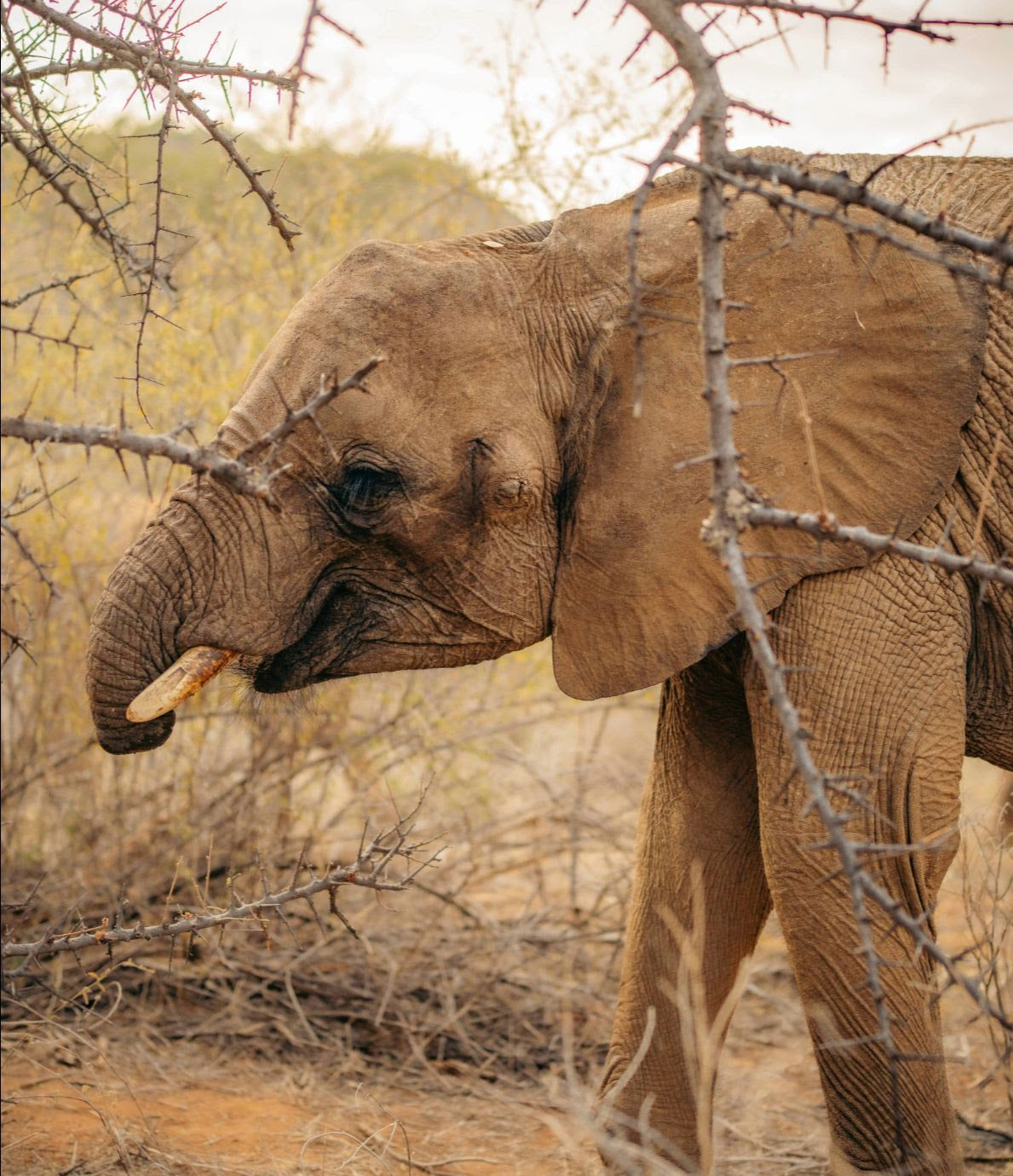 Long'uro, our adopted elephant, among acacia branches at Reteti Elephant Sanctuary